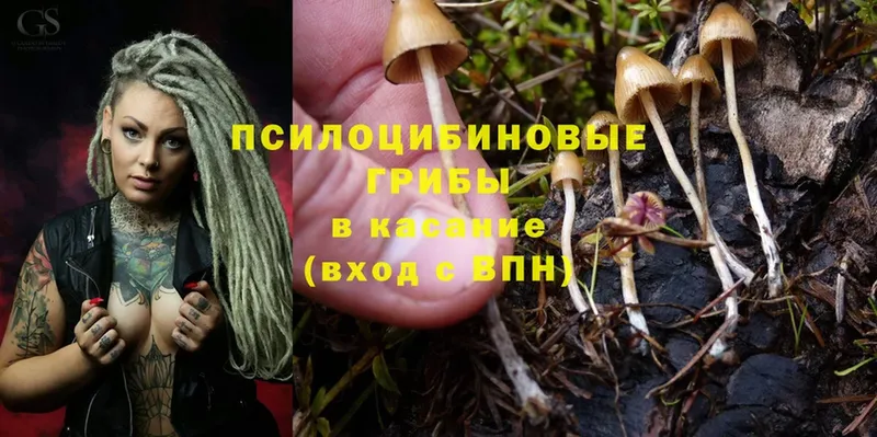 Псилоцибиновые грибы MAGIC MUSHROOMS  Кедровый 